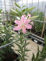 [1792 Sanna No02.JPG]